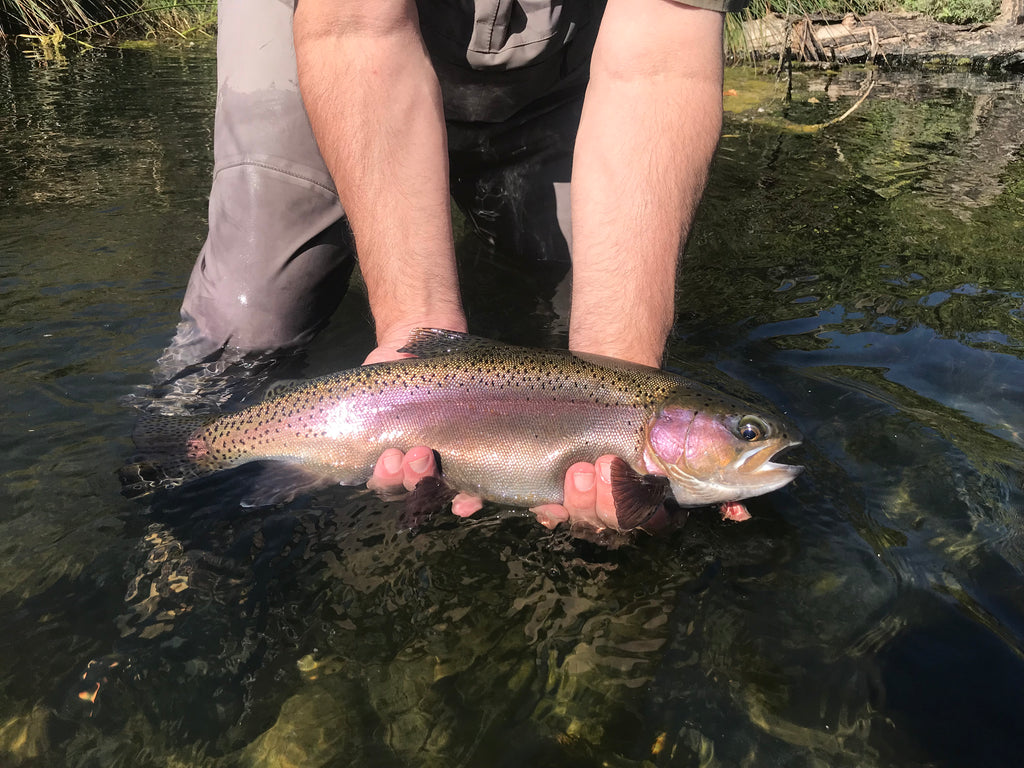 Putah Creek Fly Fishing Report