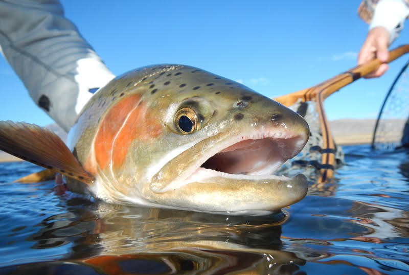 Eastern Sierra Fly Fishing Report
