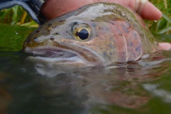 Deschutes River Fly Fishing Report