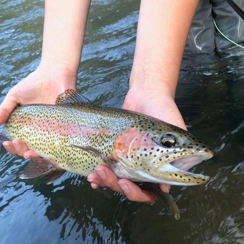 Northern California Trout Fly Fishing Report