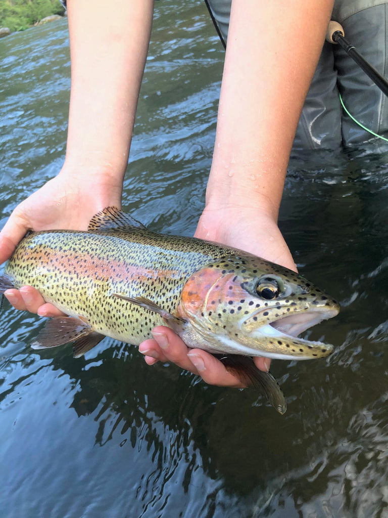 Northern California Trout Fly Fishing Report