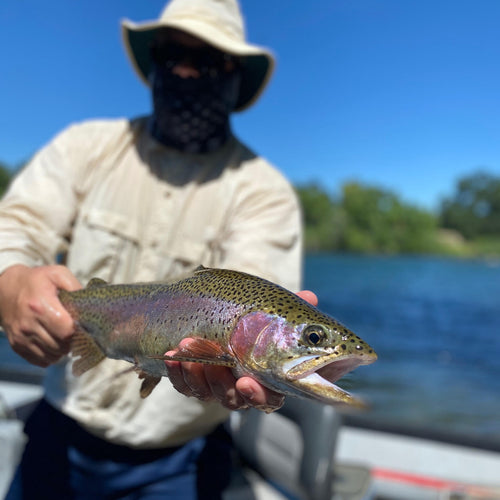 Northern California Fly Fishing Report
