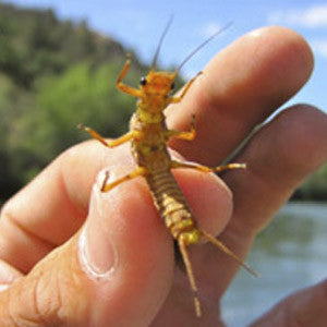 Golden Stonefly Adult