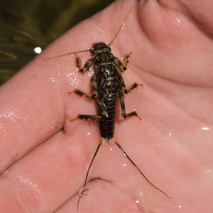 Golden Stonefly Nymph