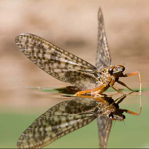March Brown Emerger