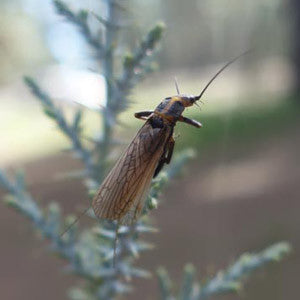 Skwala Adult