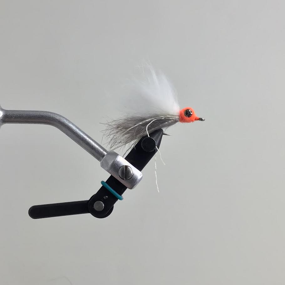 Calhoun's Swimming Sand Crab