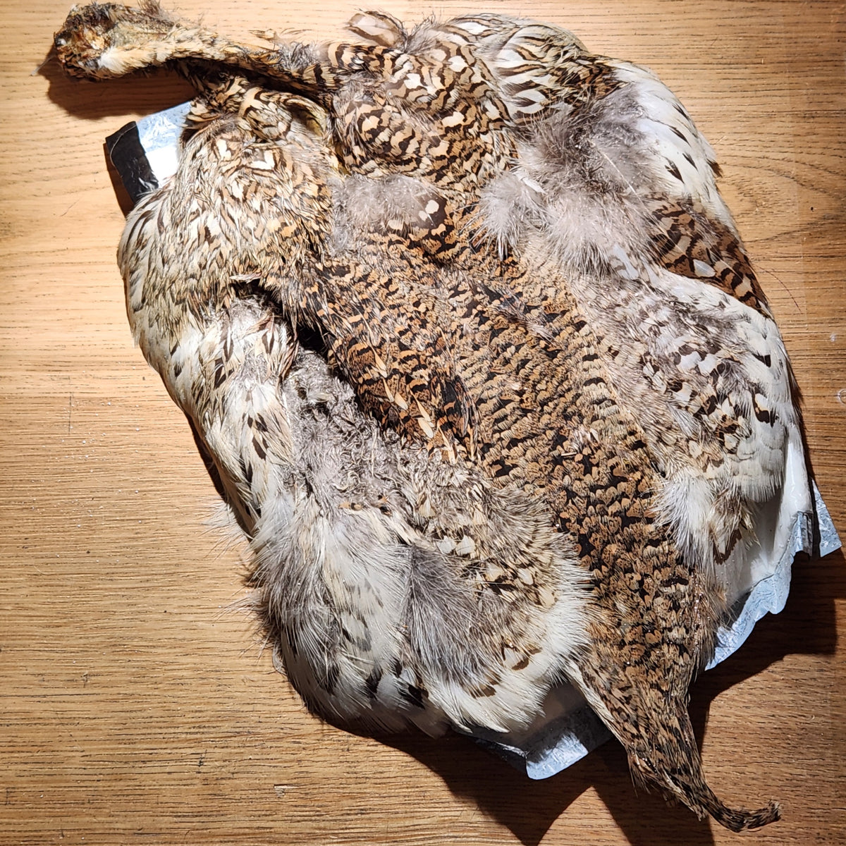 Spent Sharptail Grouse Skin