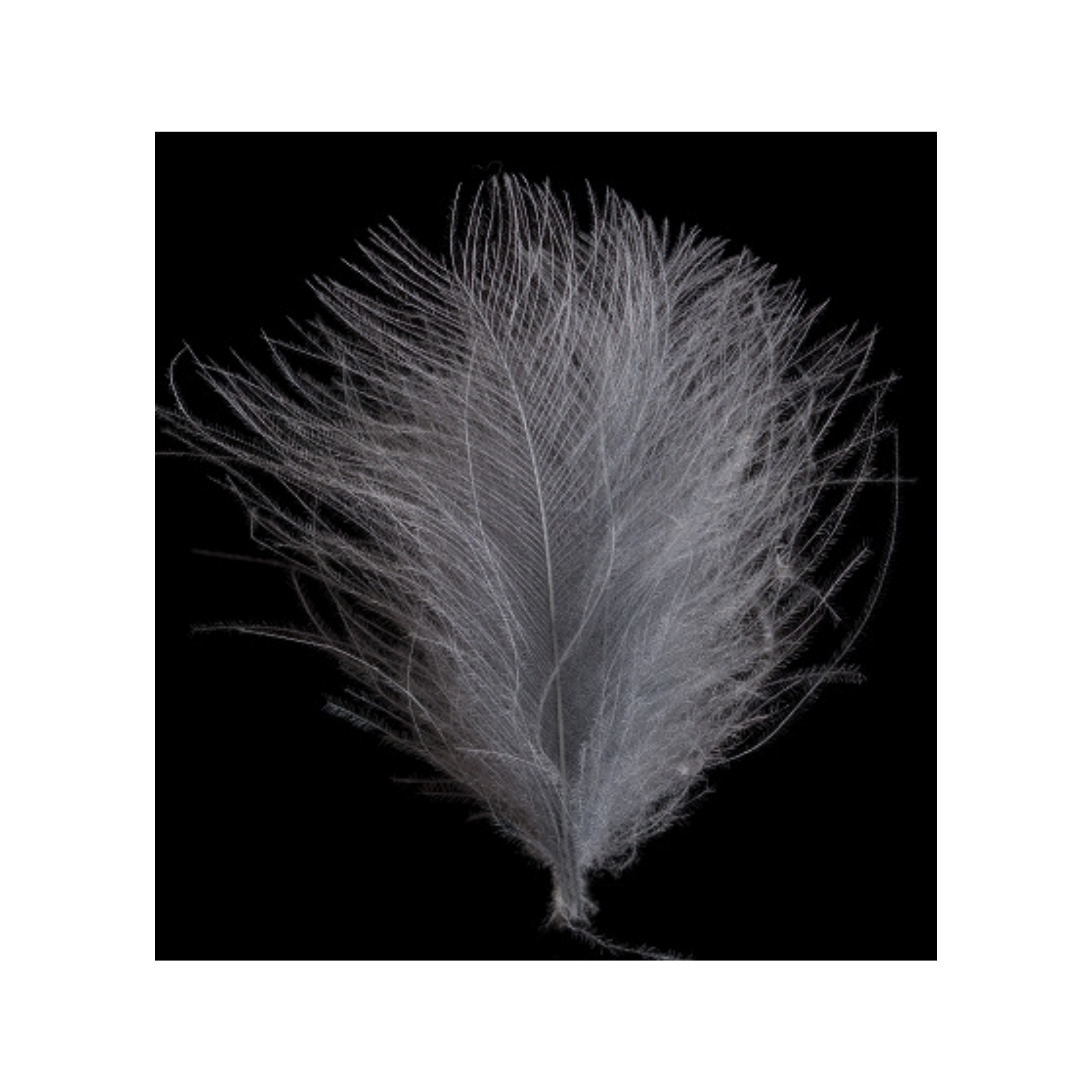 Swiss CDC Super Select