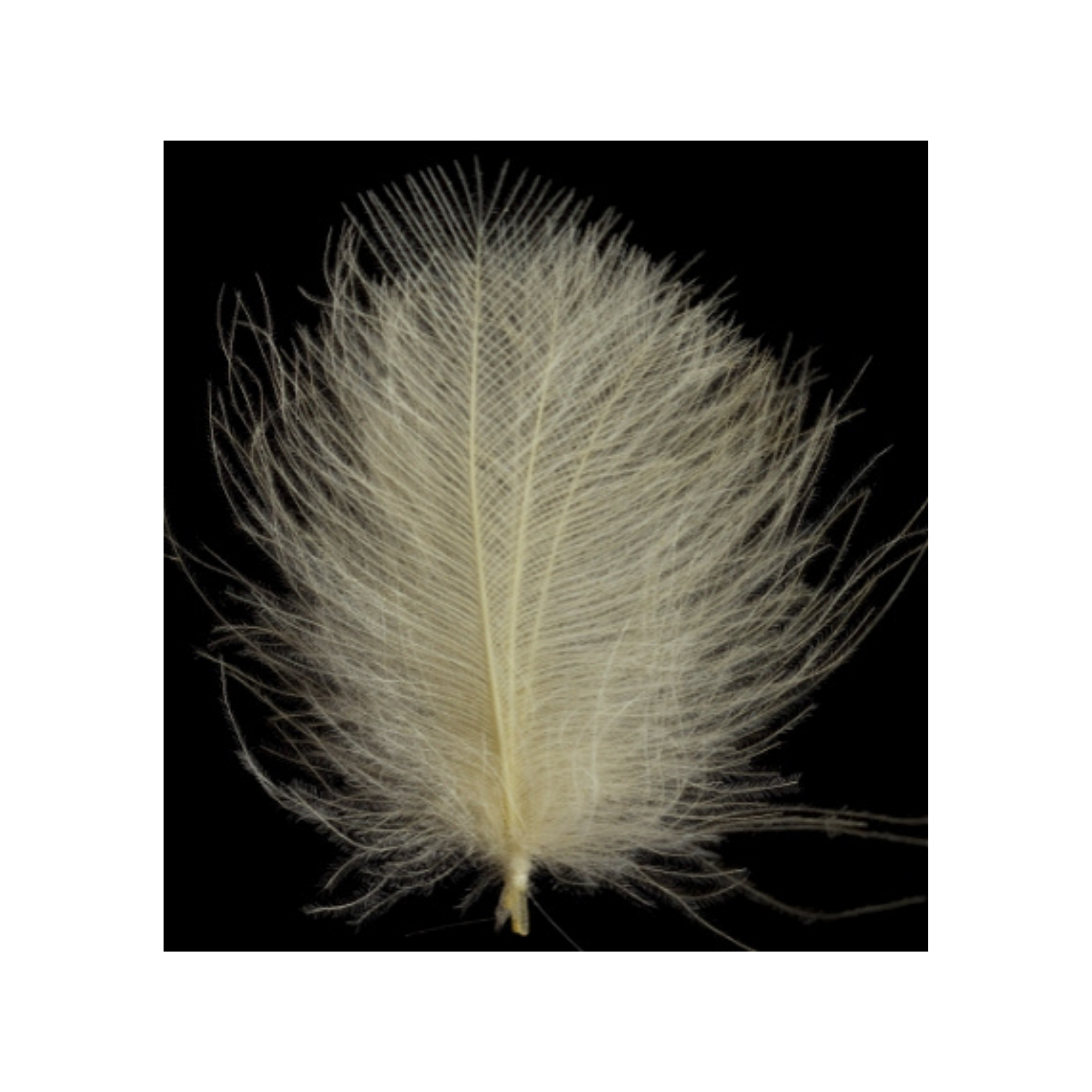 Swiss CDC Super Select