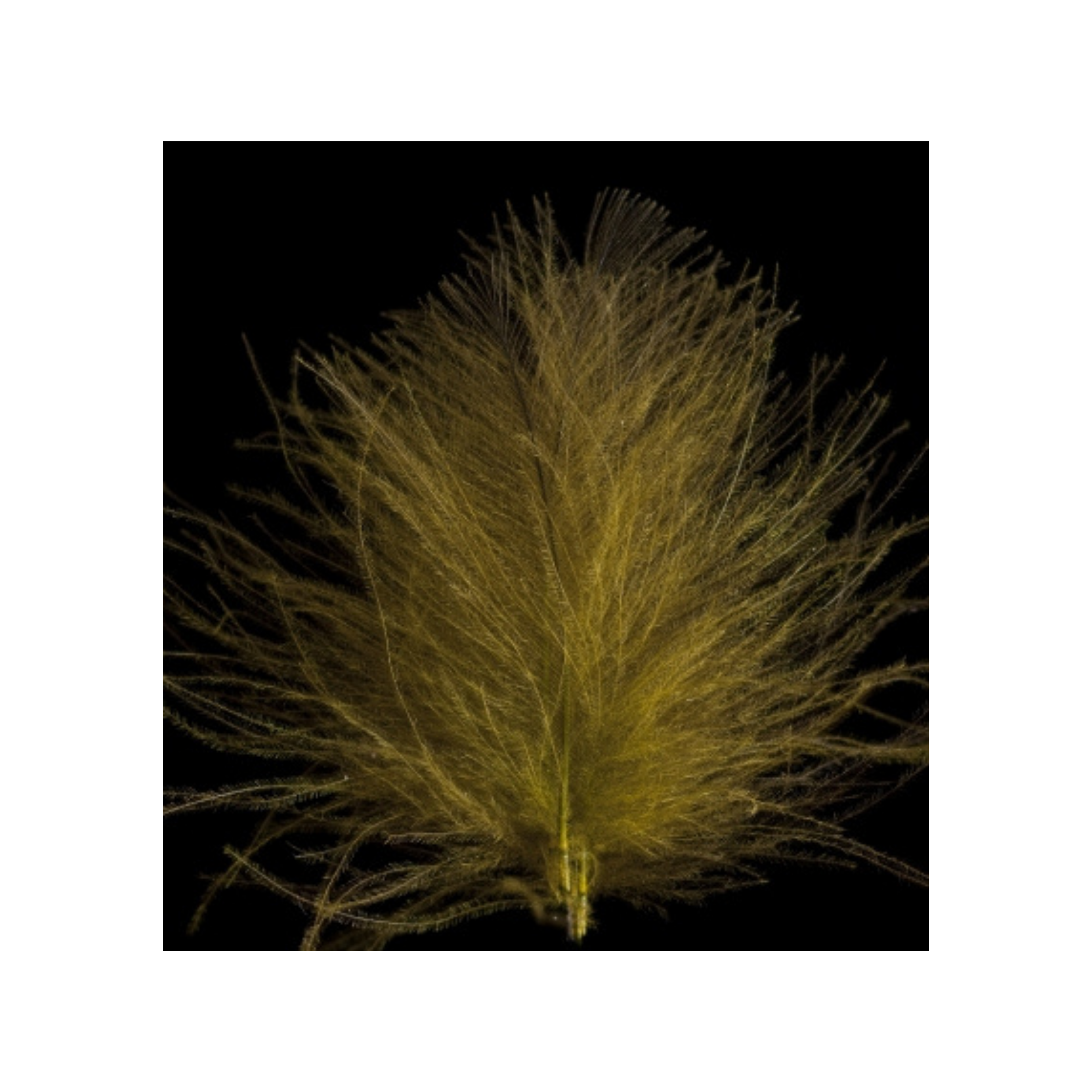 Swiss CDC Super Select