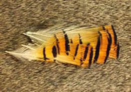 Golden Pheasant Tail Tippet Assortment