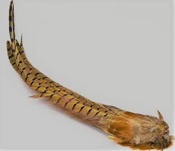 Golden Pheasant Tail Section