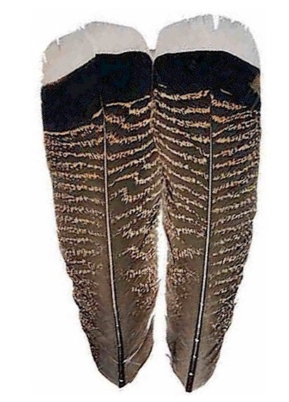 Mottled White Tipped Turkey Tail