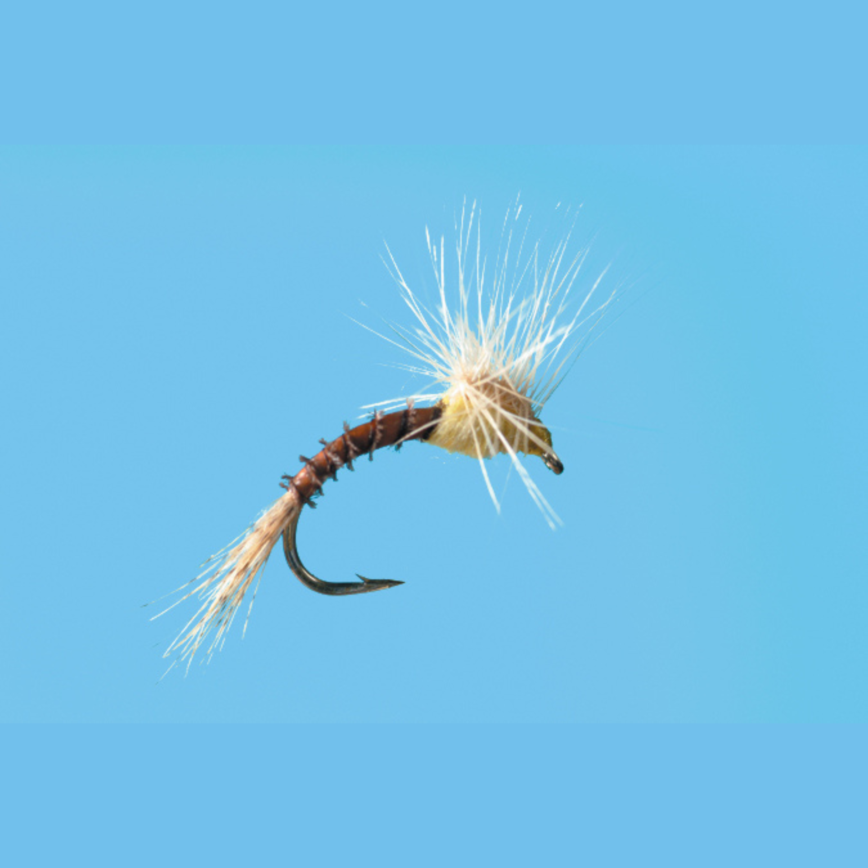 Pale Morning Dun - Pull Over