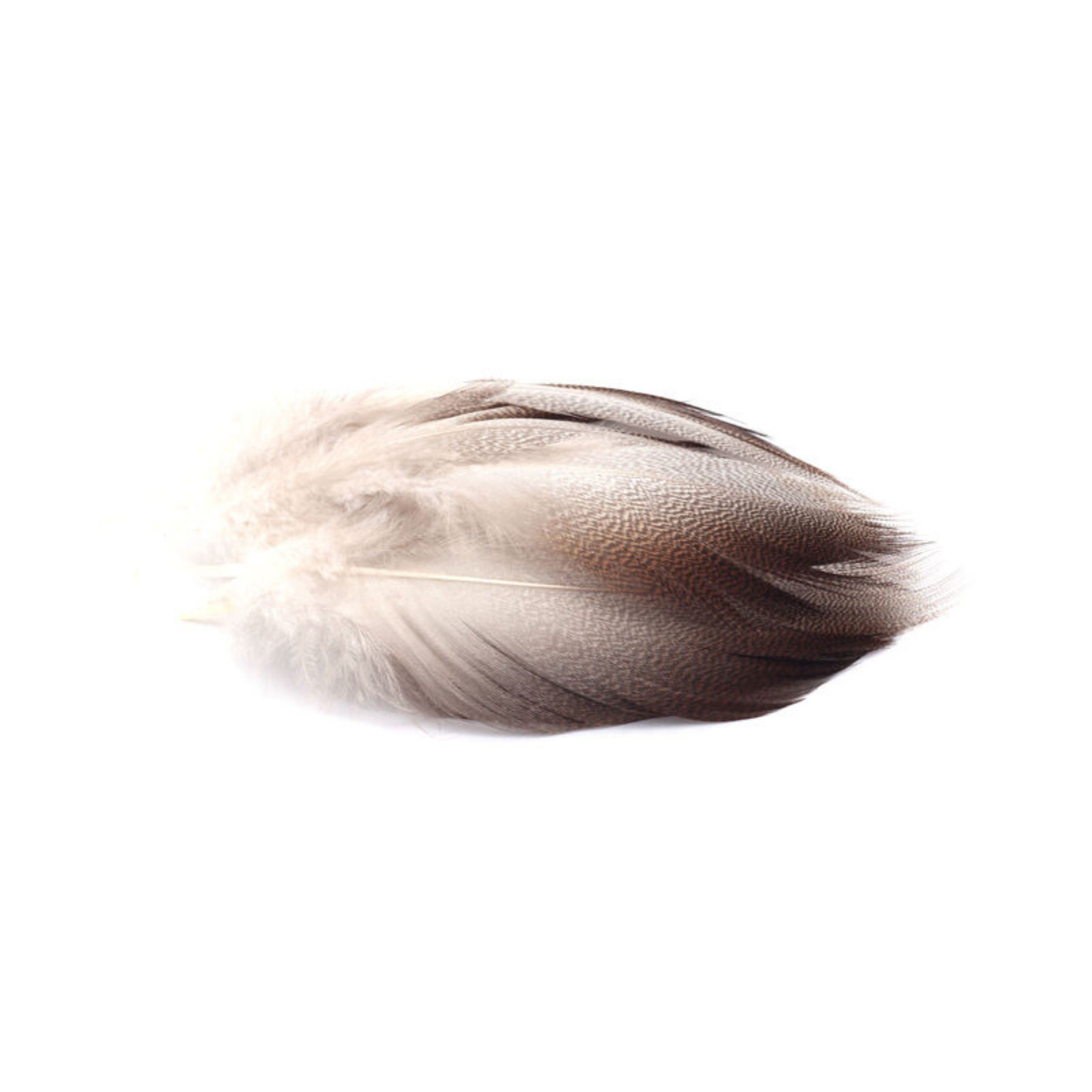 Bronze Mallard