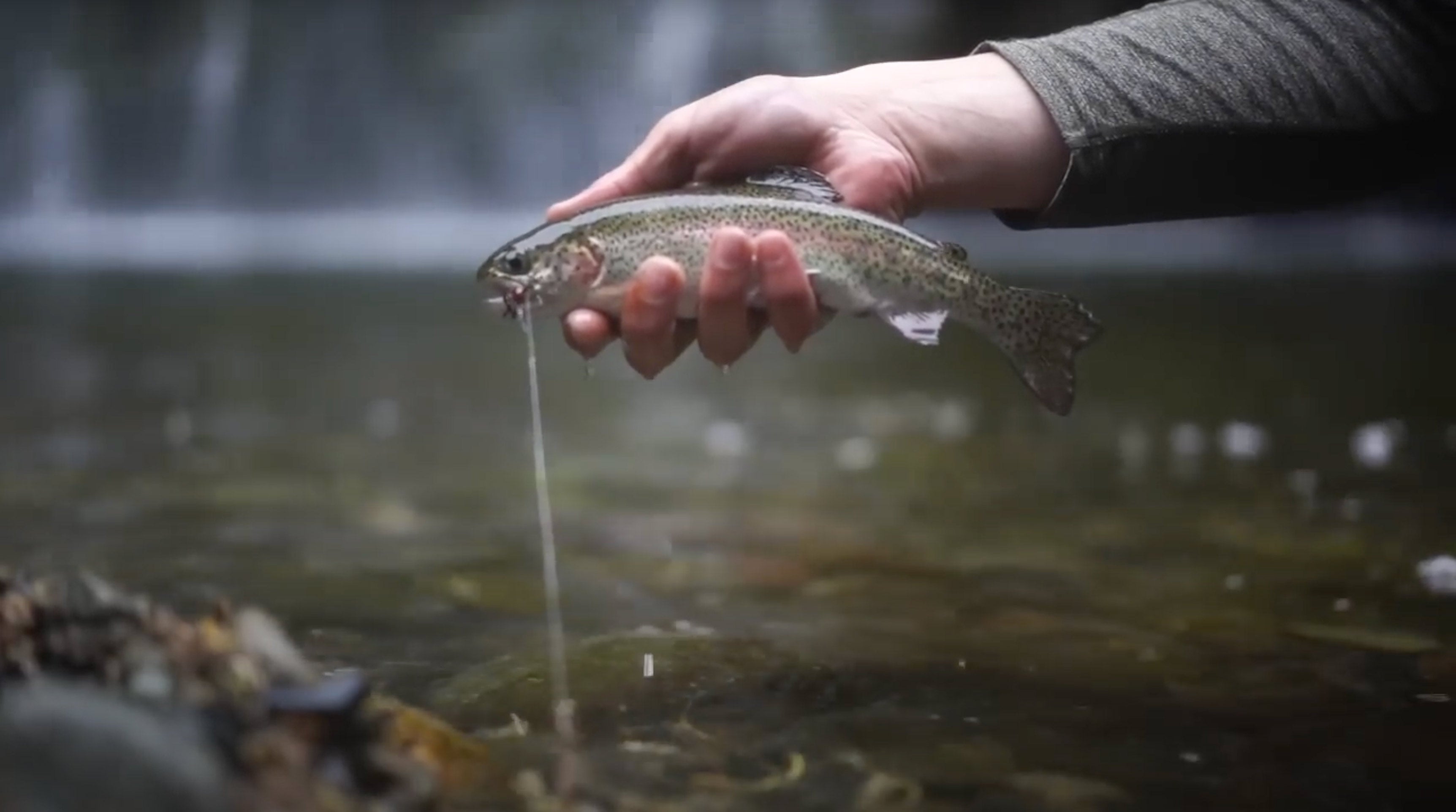Fly Fishing the McCloud