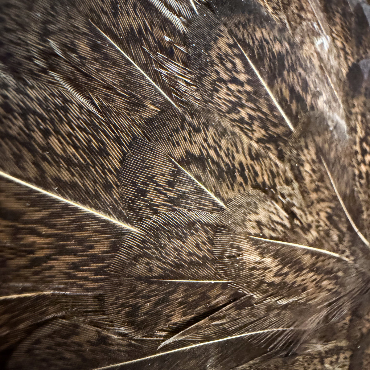 Soft Hackle Hen Saddle Patch