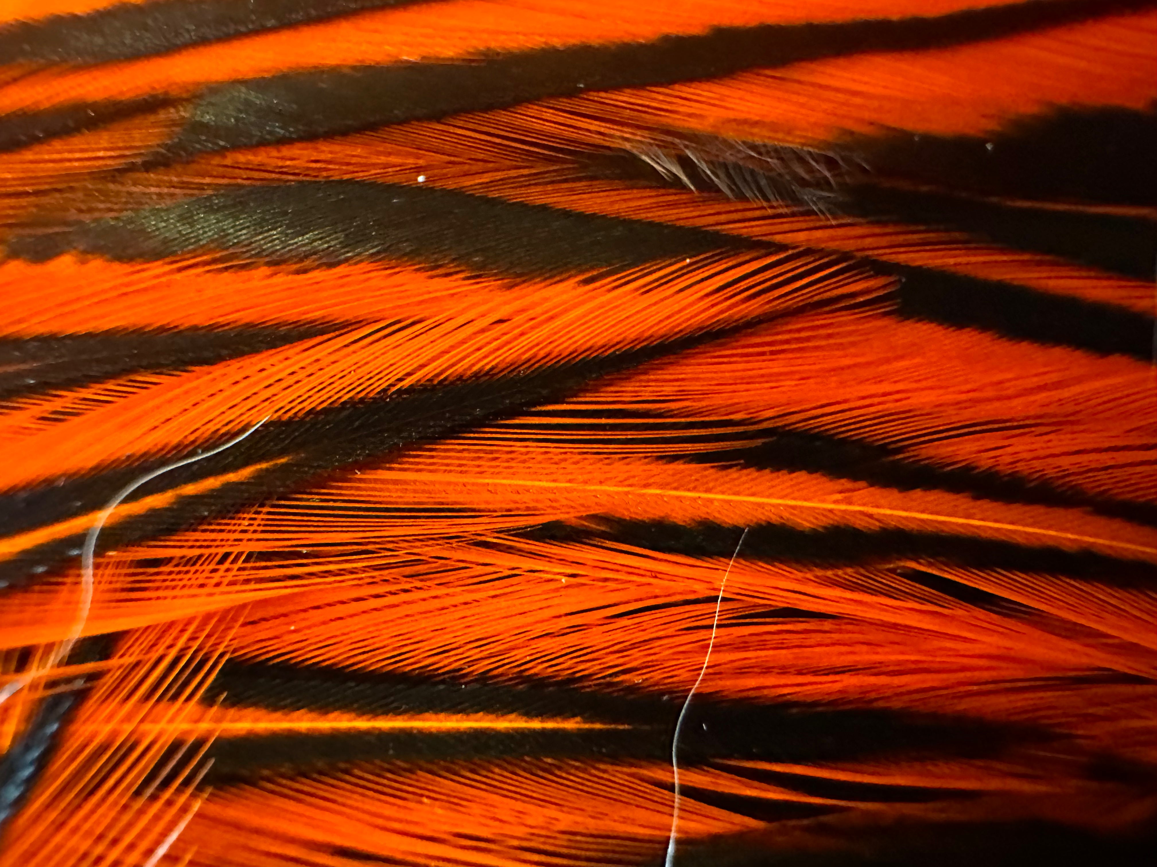 Whiting Farms American Rooster Saddle-Black Laced White