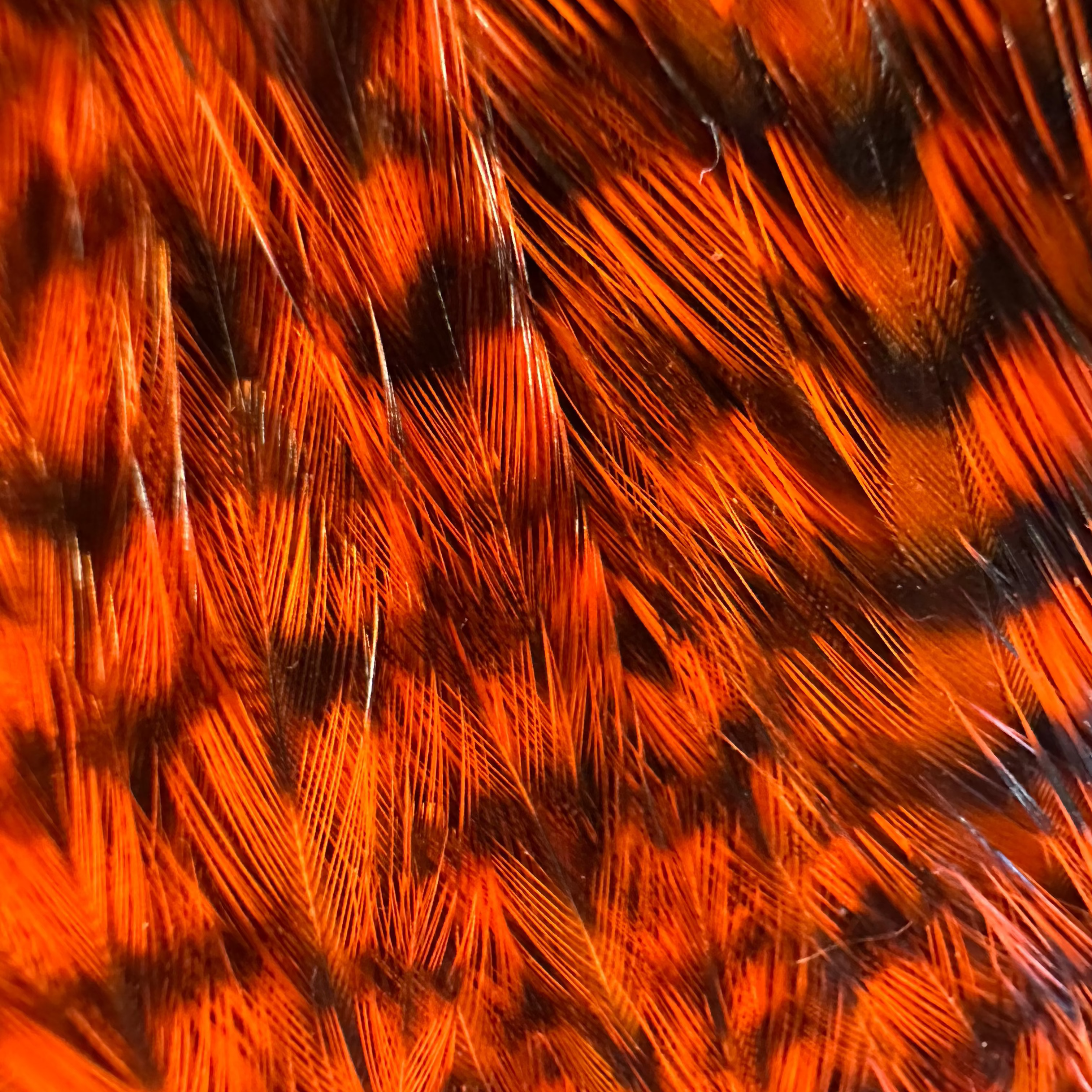 Whiting Farms Freshwater Streamer Cape