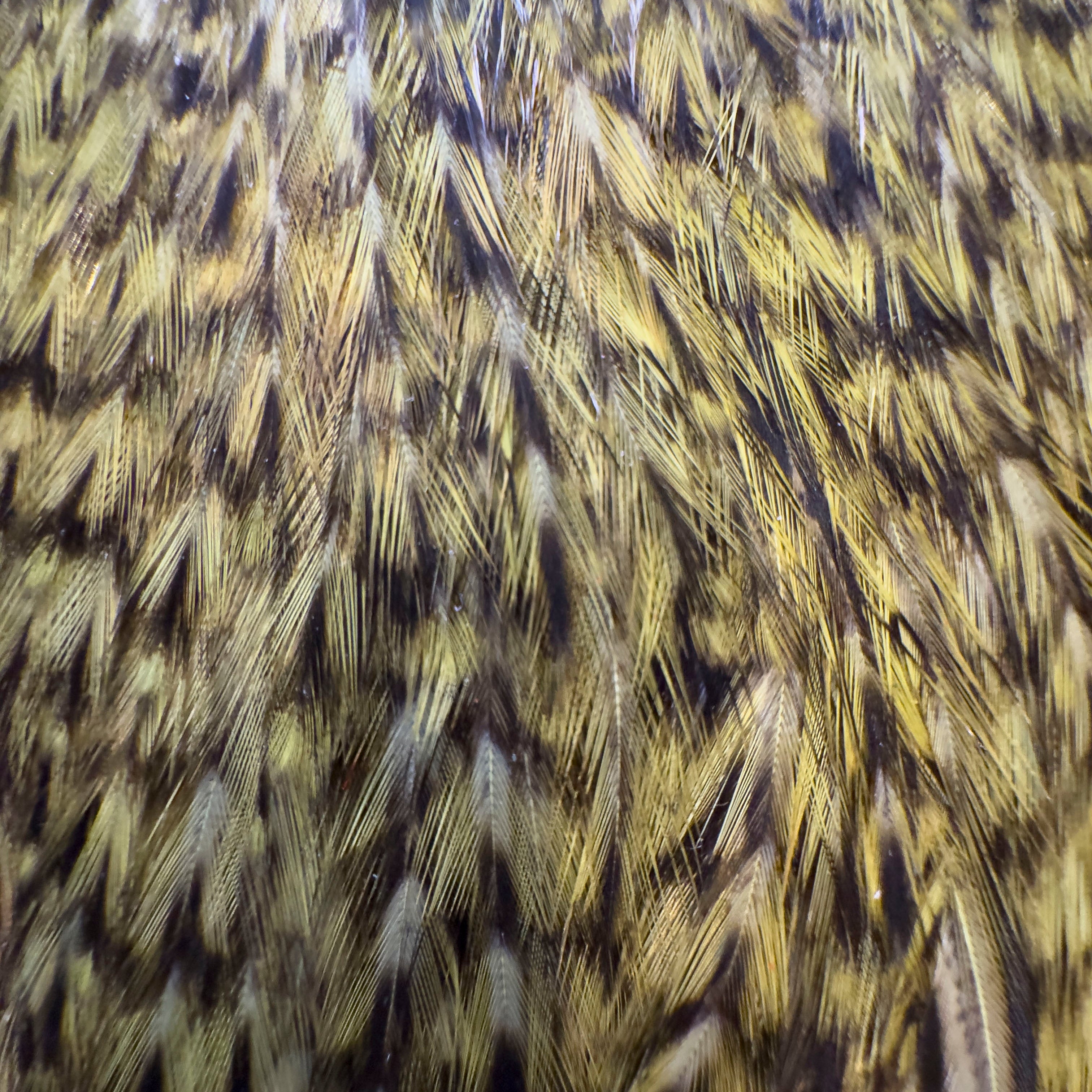 Whiting Farms Freshwater Streamer Cape