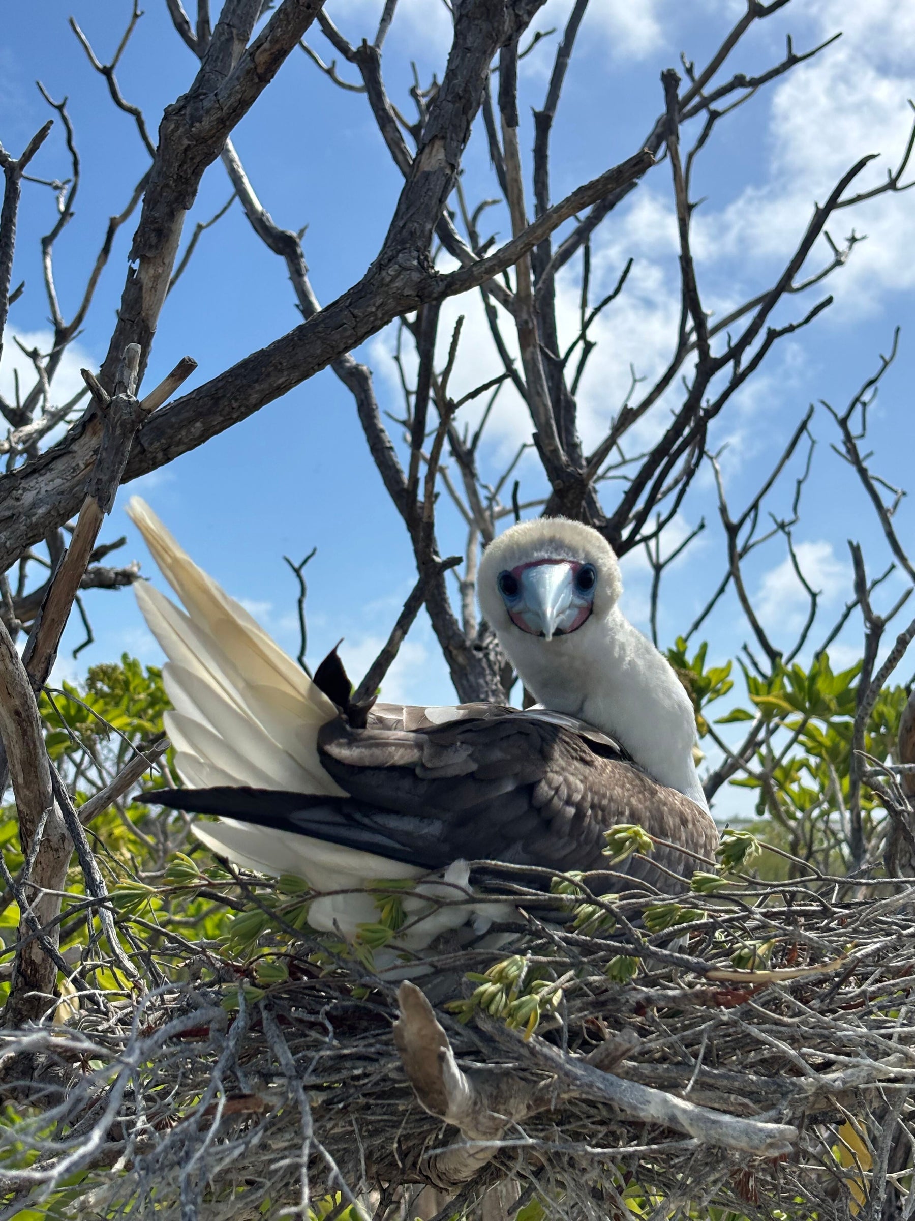 Christmas Island Lodge