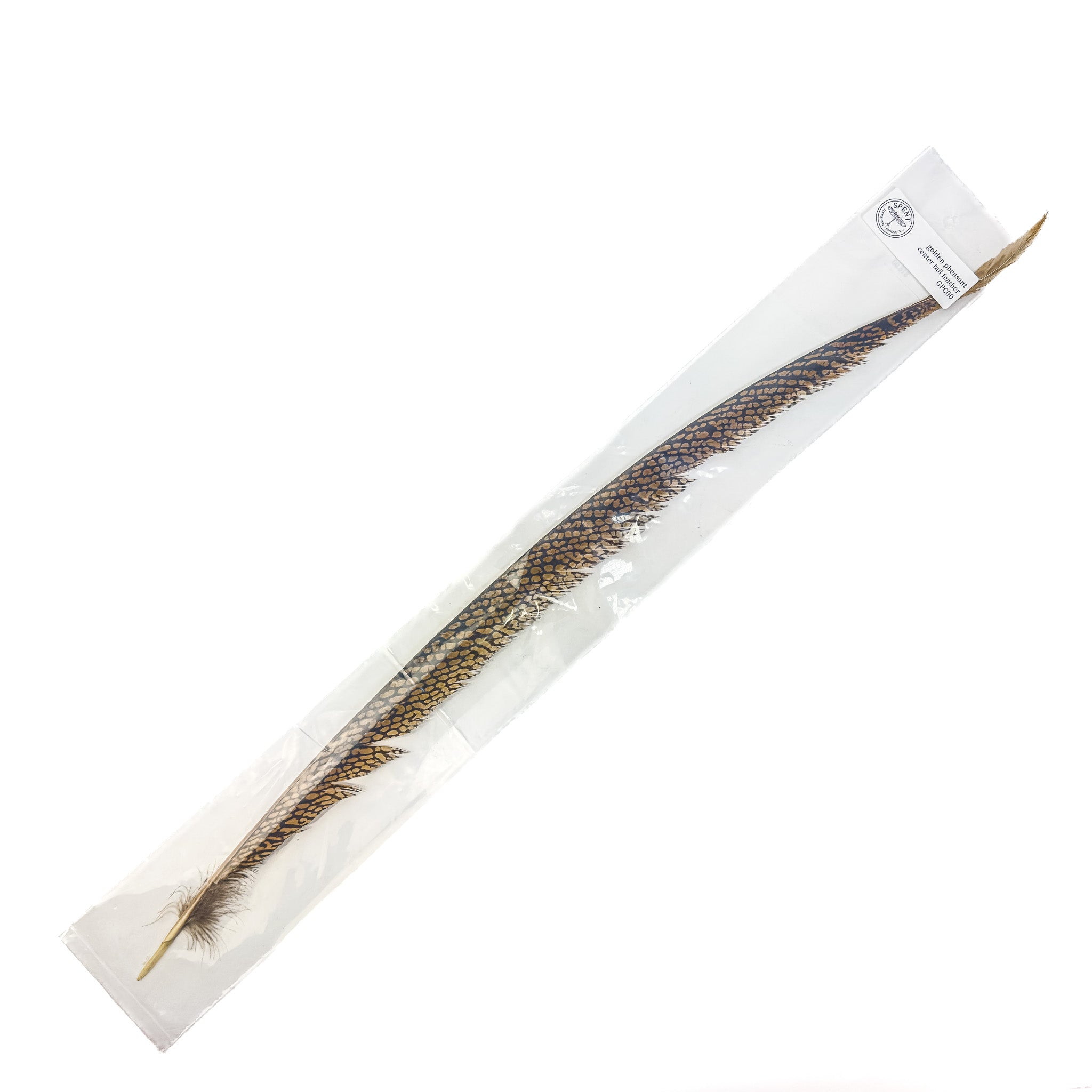 Spent Golden Pheasant Center Tail Feather