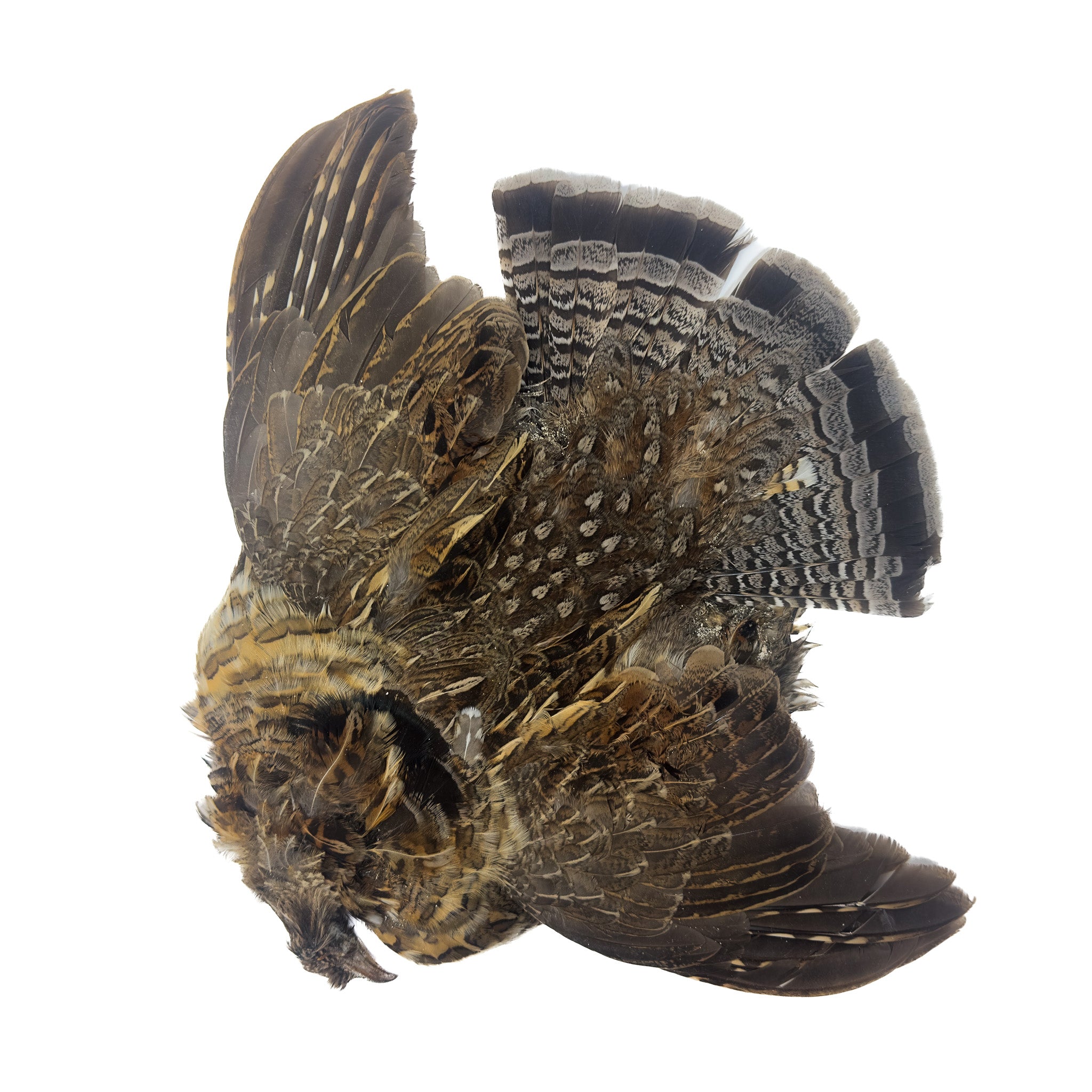 Spent Ruffed Grouse Skin