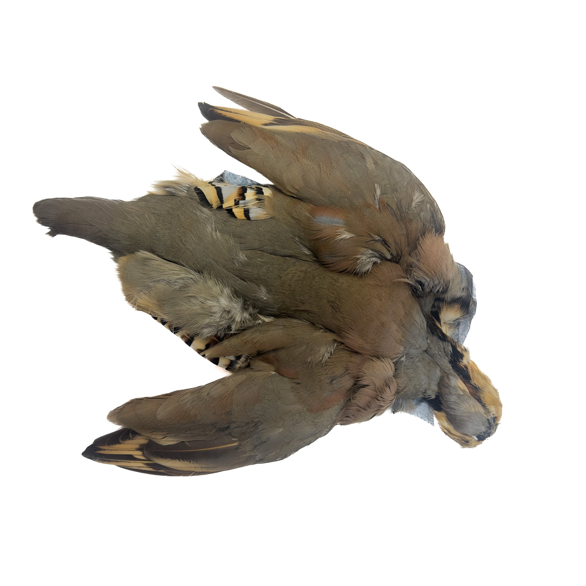 Spent Chukar Partridge Skin, Select Grade