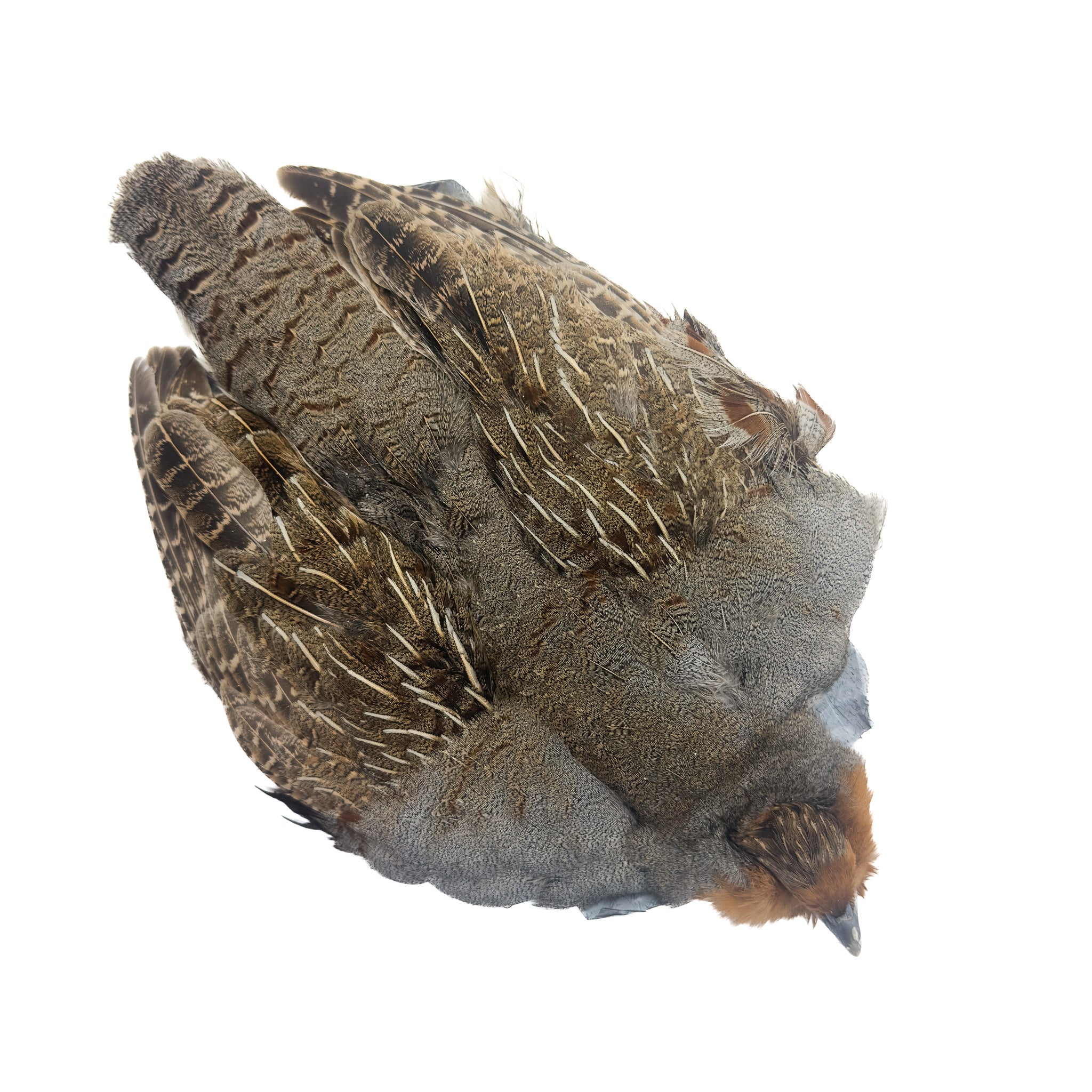 Spent Hungarian Partridge Skin, Select Grade