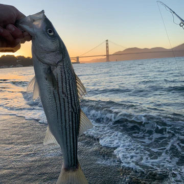 Echo Boost Beach Surf Outfit