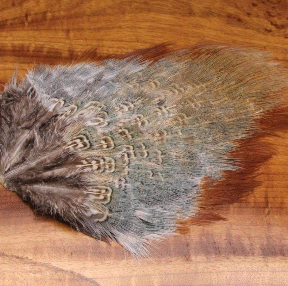 Wapsi Ringneck Rump Patch
