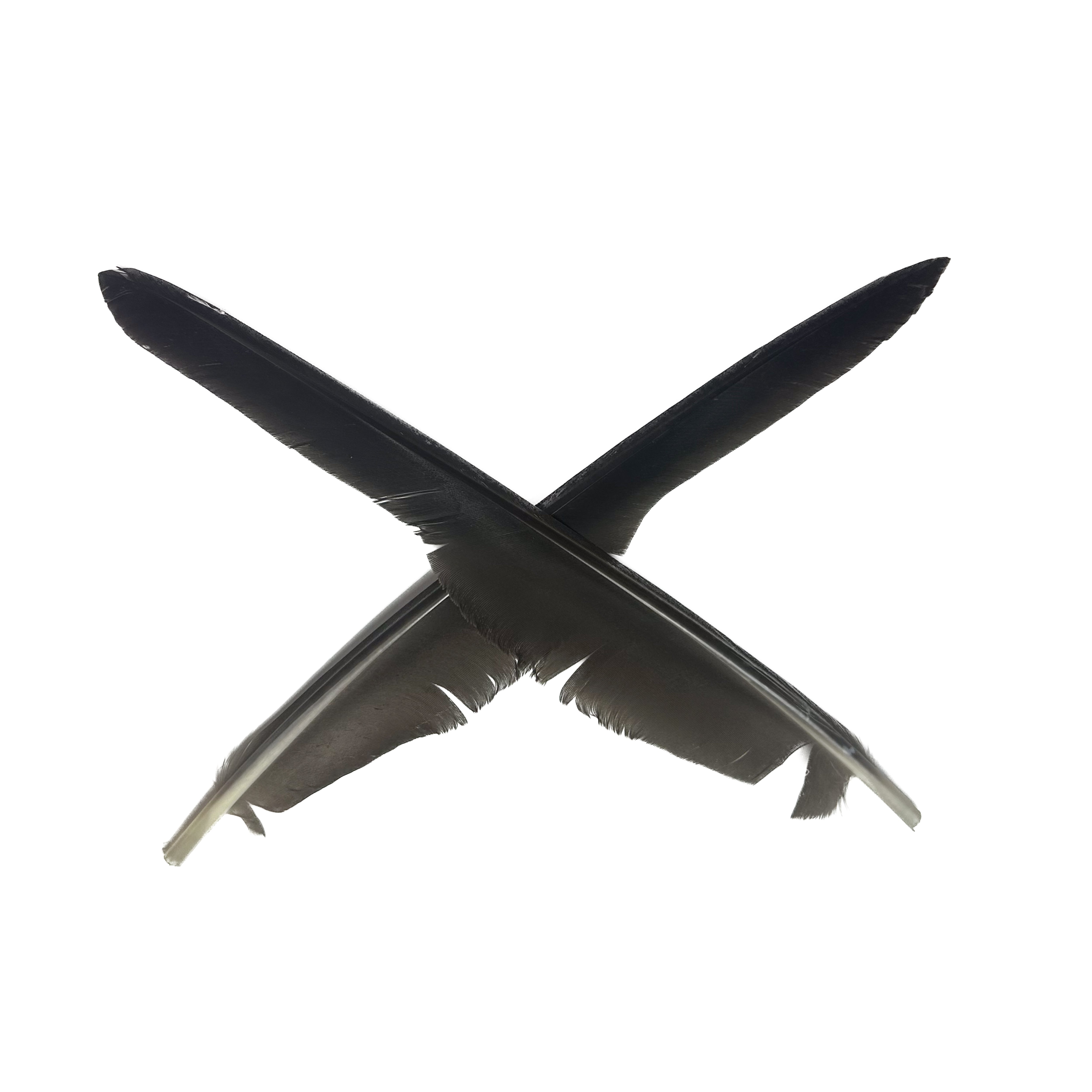 Spent Canada Goose Biot Quills