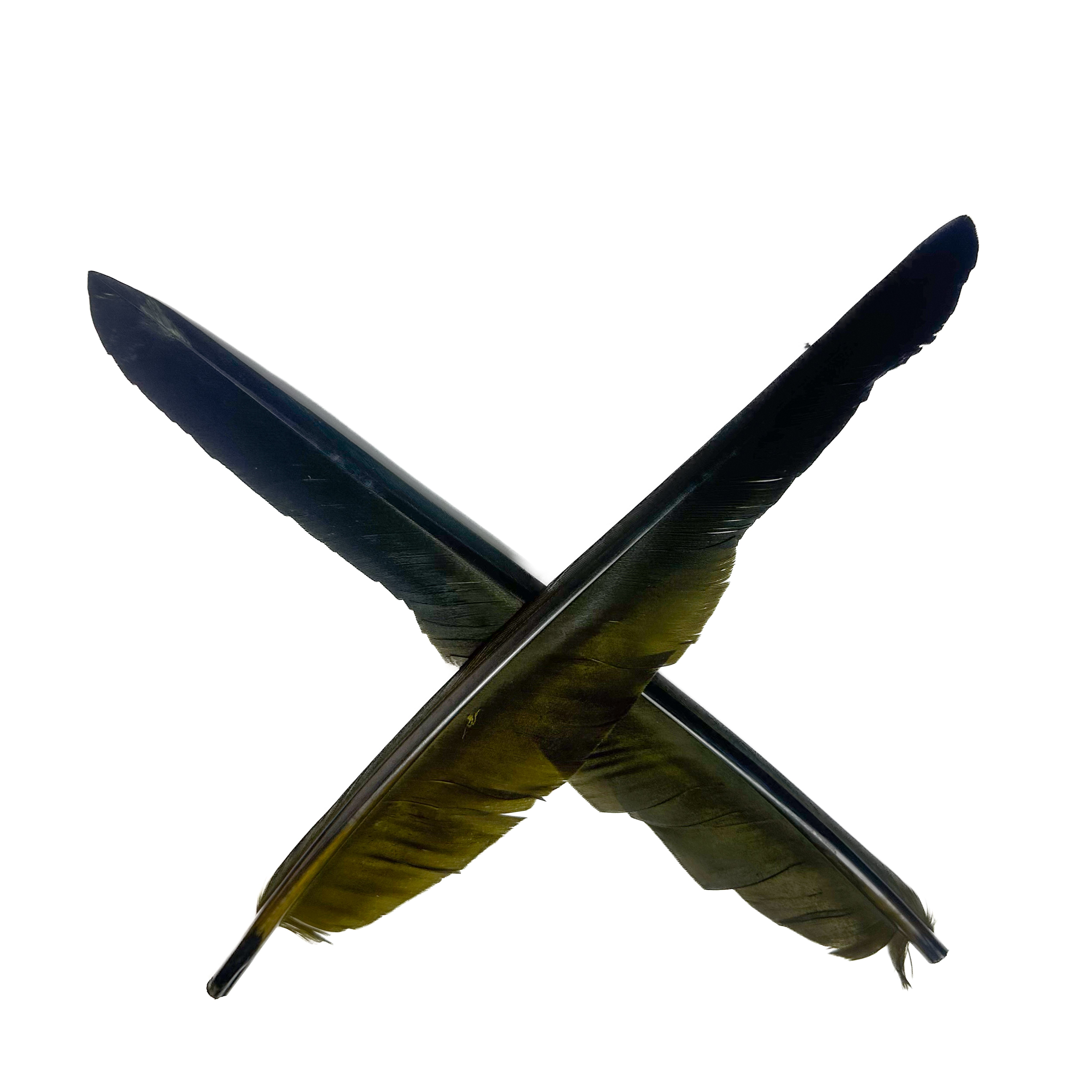 Spent Canada Goose Biot Quills