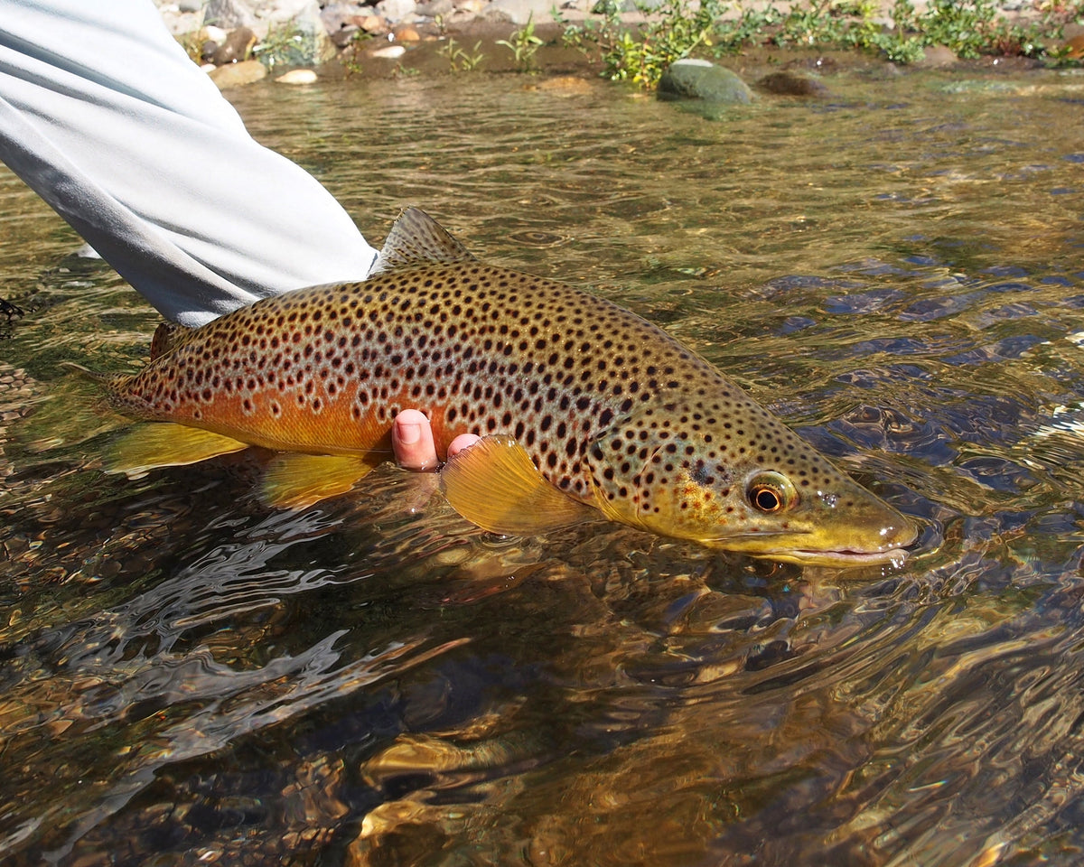 Northern California Fly Fishing