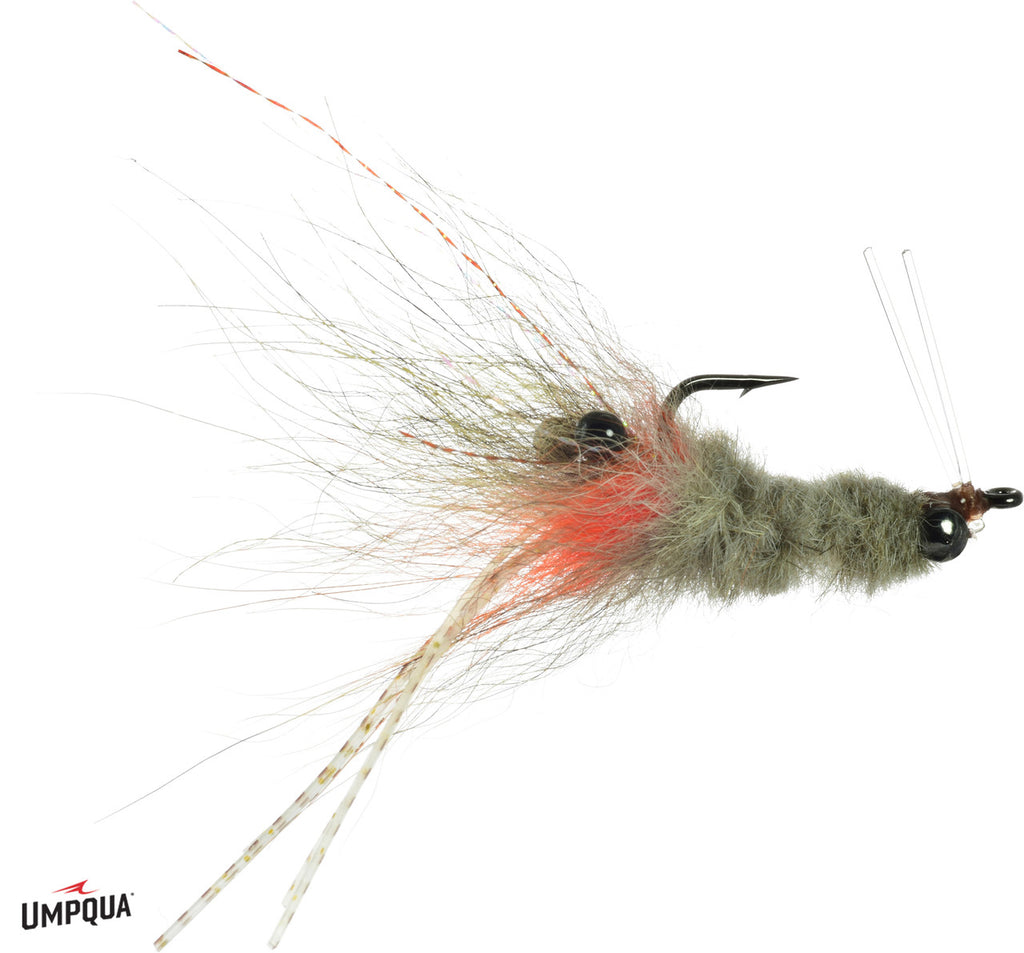 Coyote Spawn Shrimp