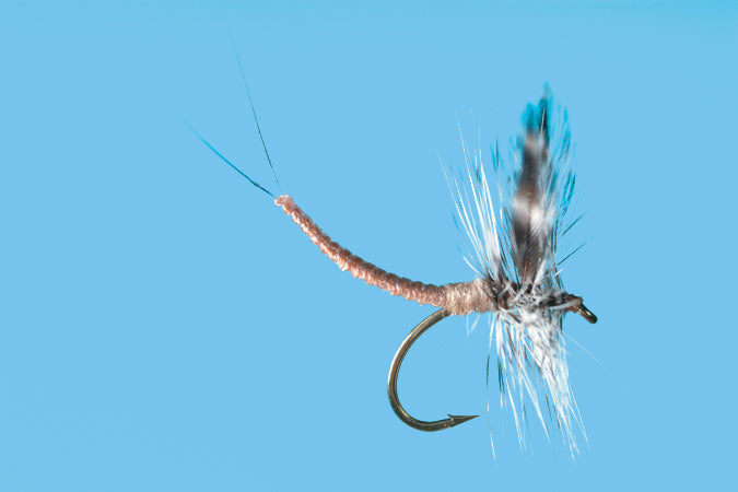 Extended Body Callibaetis