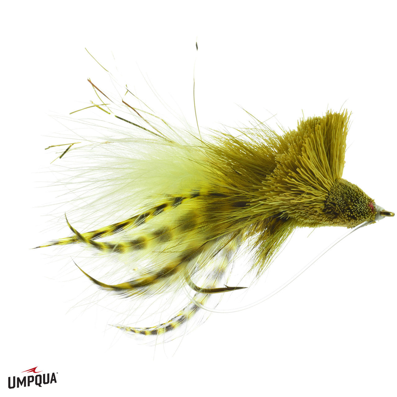 Dahlberg's Diving Bug Frog