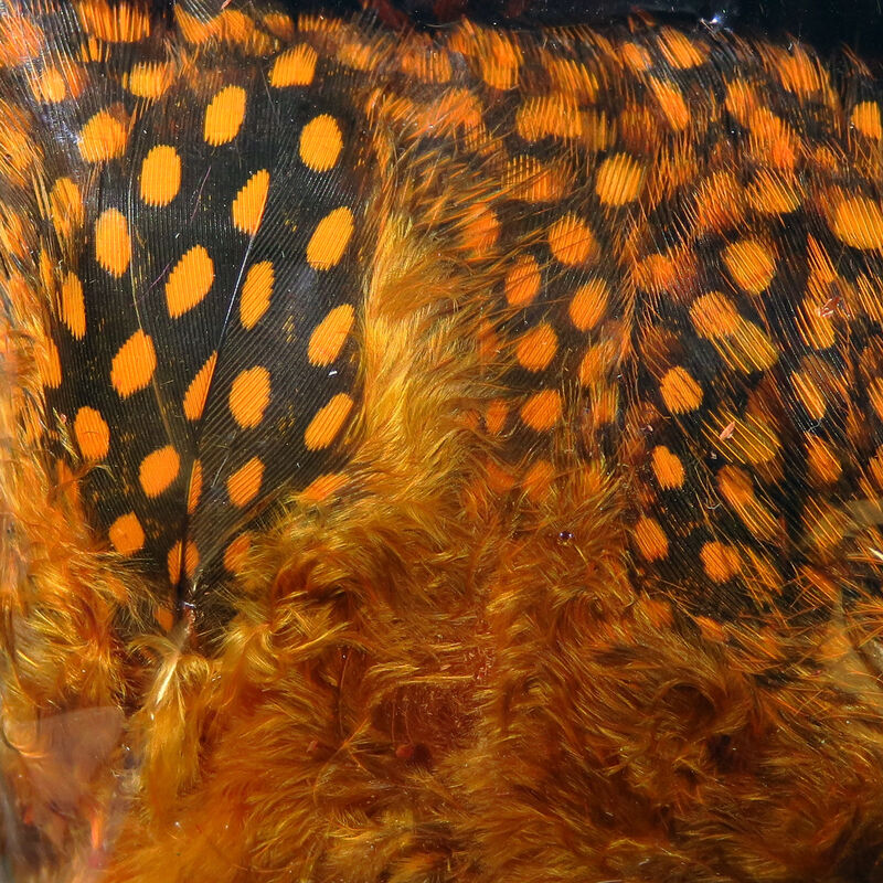UV Large Dot Guinea Hackle