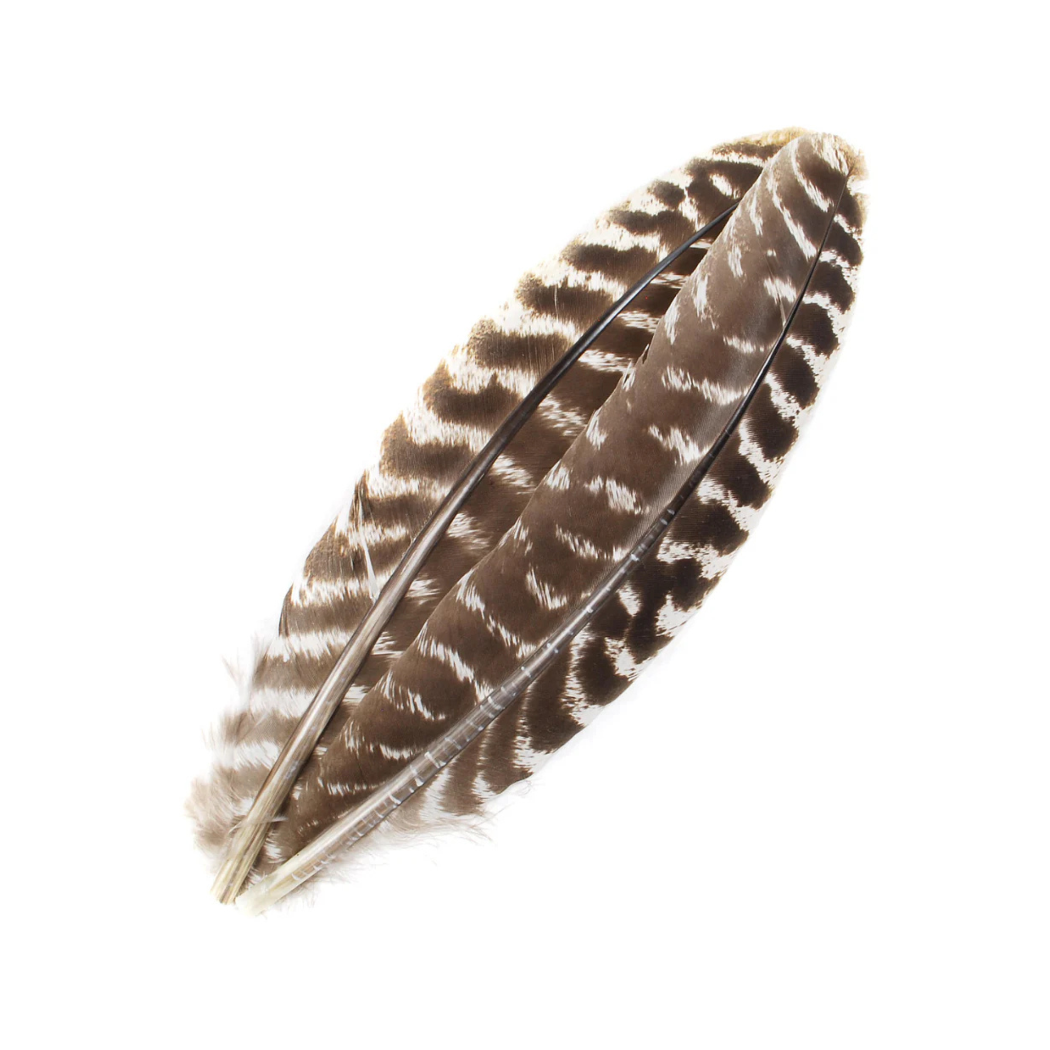 Select Ozark Barred Turkey Quill