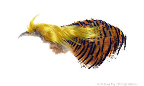 Golden Pheasant Complete Head