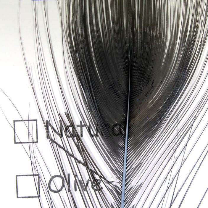 Stripped Peacock Eye