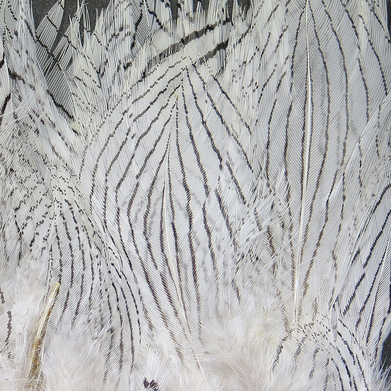 Silver Pheasant Body Feathers