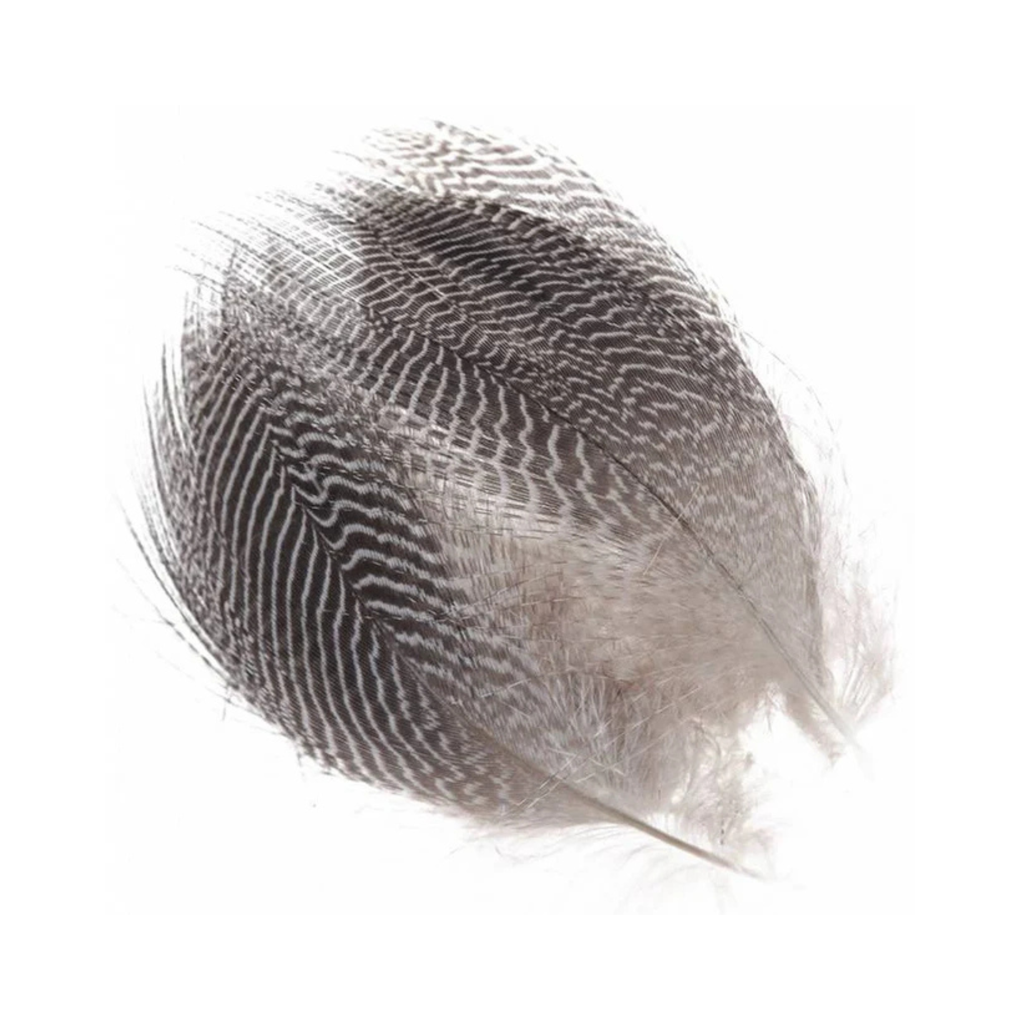 Teal Barred Flank Feathers