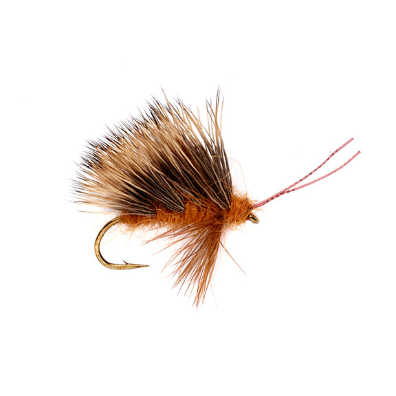 Burkus October Caddis