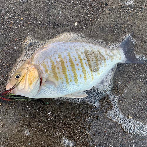 Lost Coast Outfitters Surf Fly Rod | Golden Gate