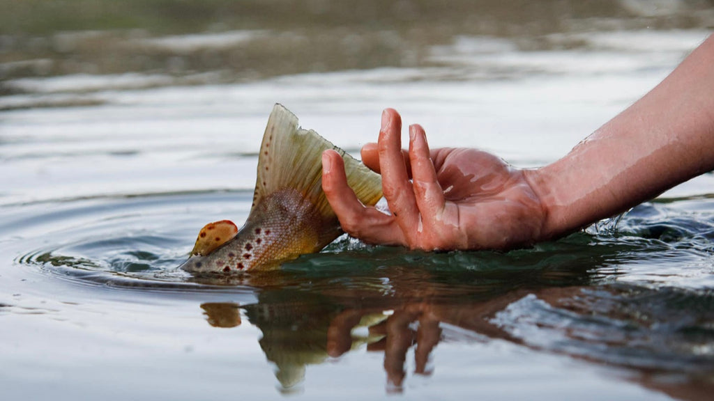 May 9 @12pm-George Revel: Rigging for Trout