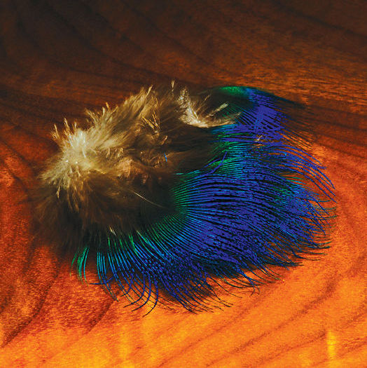 Indian Blue Peacock Body Feather