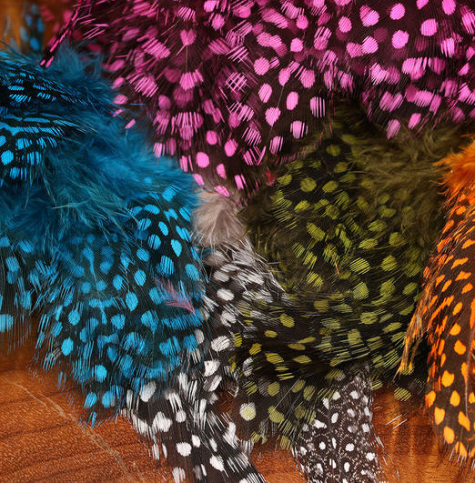 Large Dot Jumbo Guinea Feathers