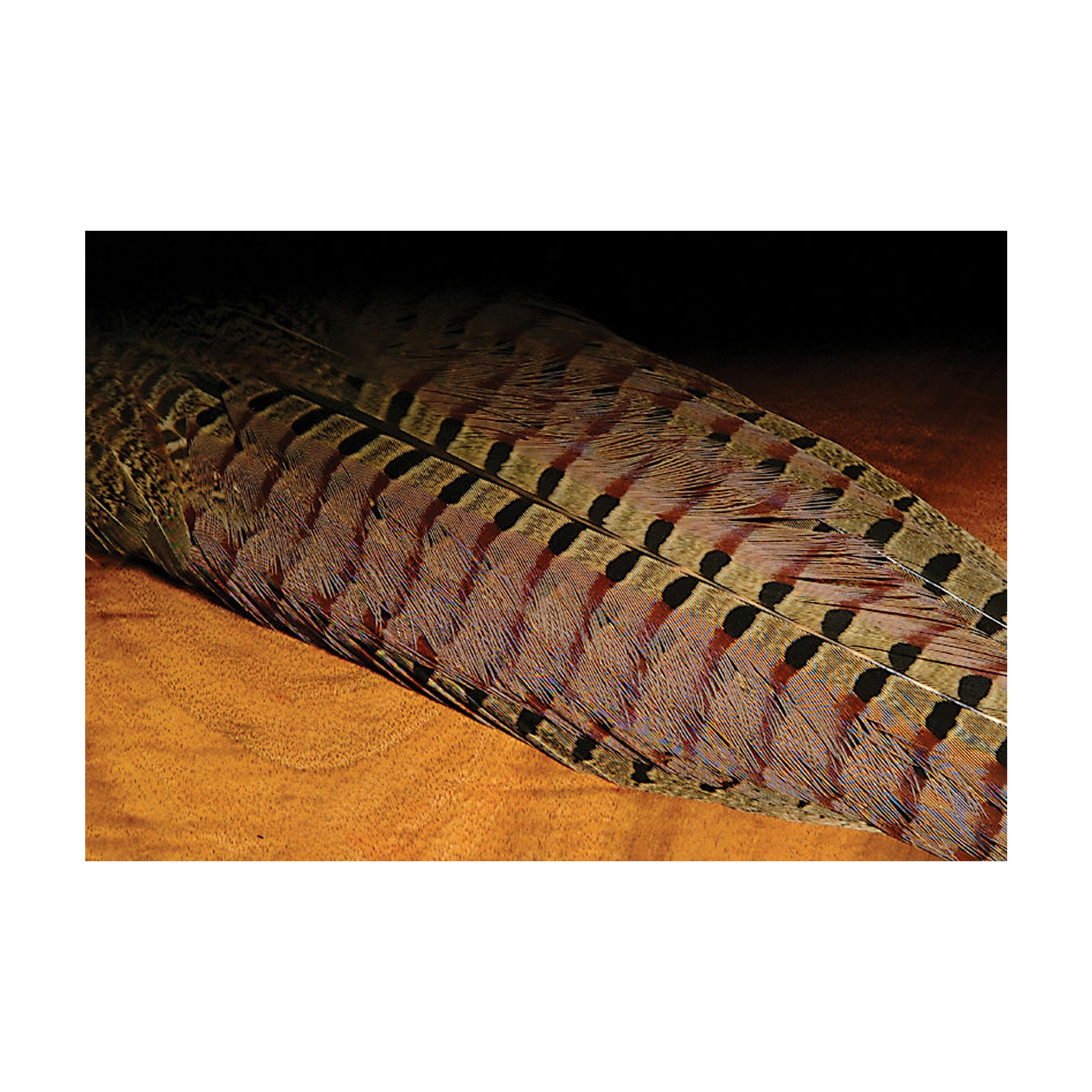 Ringneck Pheasant Complete Tail Clump